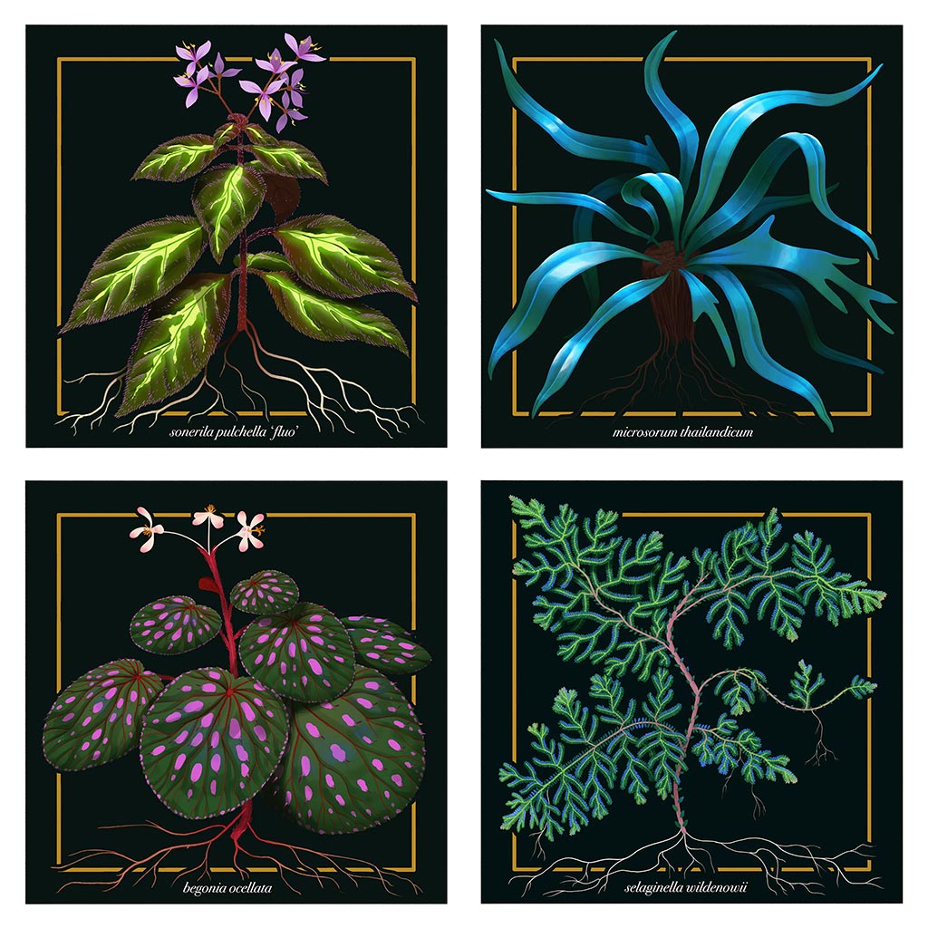 Home Botanicals Jewel Plants by Bletsis Poster Pirate