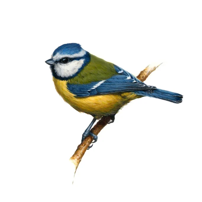 Blue Tit by Vanessa Foley